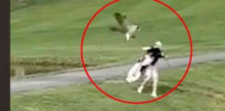 Goose Attacks Golfer on Course: Shocking Moment Caught on Camera goose-attacks-golfer-on-course-shocking-moment-caught-on-camera