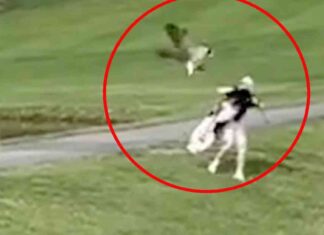 Goose Attacks Golfer on Course: Shocking Moment Caught on Camera goose-attacks-golfer-on-course-shocking-moment-caught-on-camera
