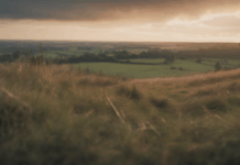 Running Crisis Rocks Smitham Downs in Dawn Disaster Running Crisis Rocks Smitham Downs in Dawn Disaster