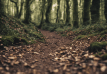 Selsdon Wood Routes Spark Transfer Shock for Trail Runners Selsdon Wood Routes Spark Transfer Shock for Trail Runners