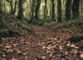 Selsdon Wood Routes Spark Transfer Shock for Trail Runners Selsdon Wood Routes Spark Transfer Shock for Trail Runners