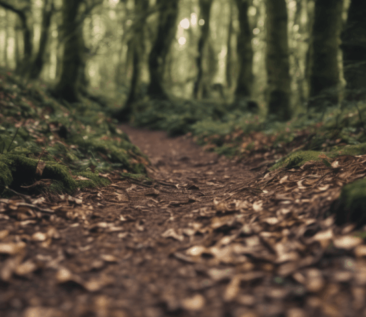 Selsdon Wood Routes Spark Transfer Shock for Trail Runners Selsdon Wood Routes Spark Transfer Shock for Trail Runners