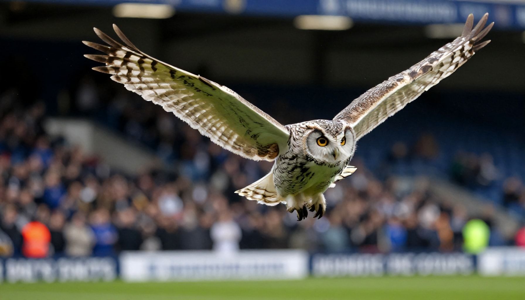 Owls Soar Back to Championship Following Play-Off Success